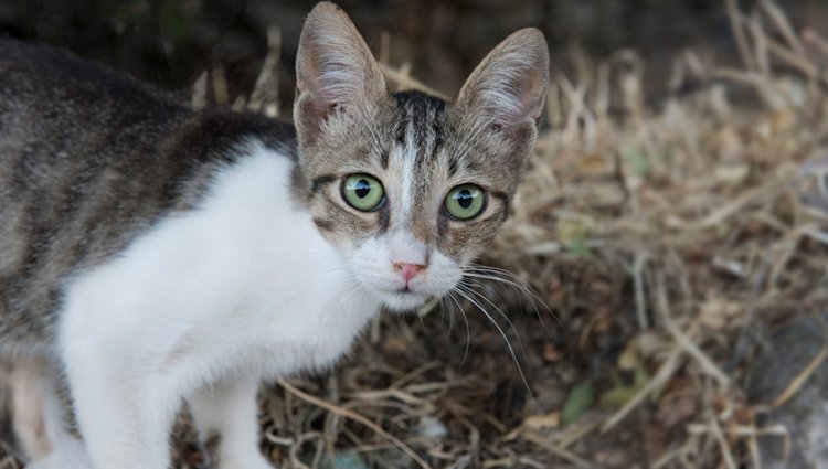 Екі қыз ұйықтап жатыр, ал оларға тағы бір порно келеді